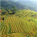 Bac Ha 4